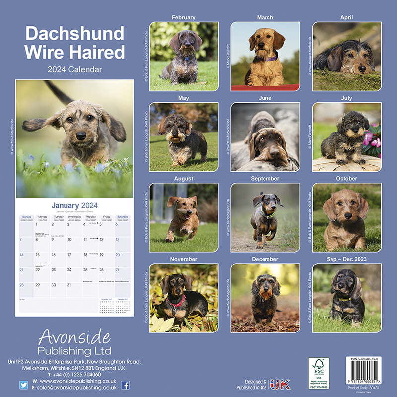 Wirehaired Dachshund Calendar 2024 (Square) Dogs Naturally